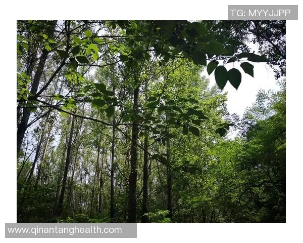 史鸿飞的传奇人生与奋斗历程揭示了时代变迁中的人性光辉与坚韧不拔的精神