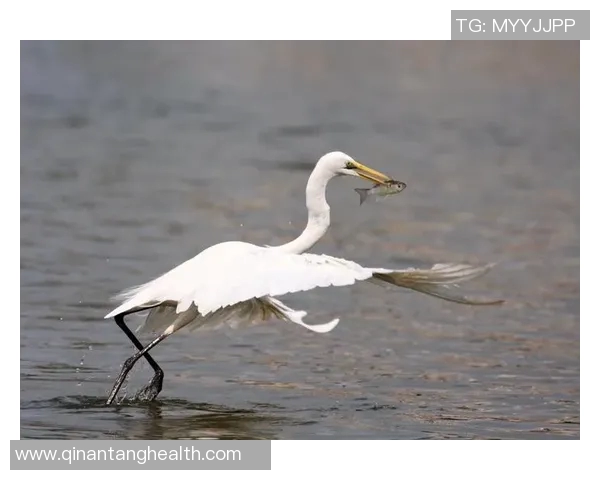 飓风与亚自由文字直播对决精彩瞬间全记录
